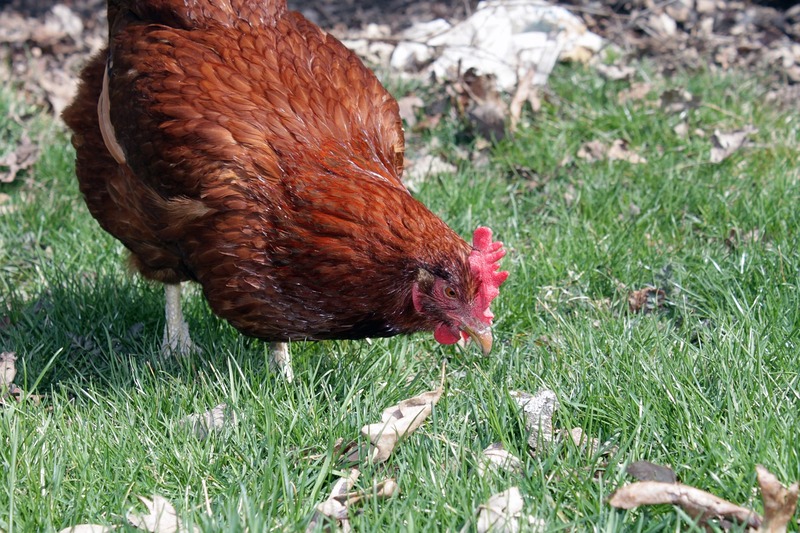 7 raisons adopter poules printemps