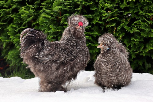 mue poules protection froid